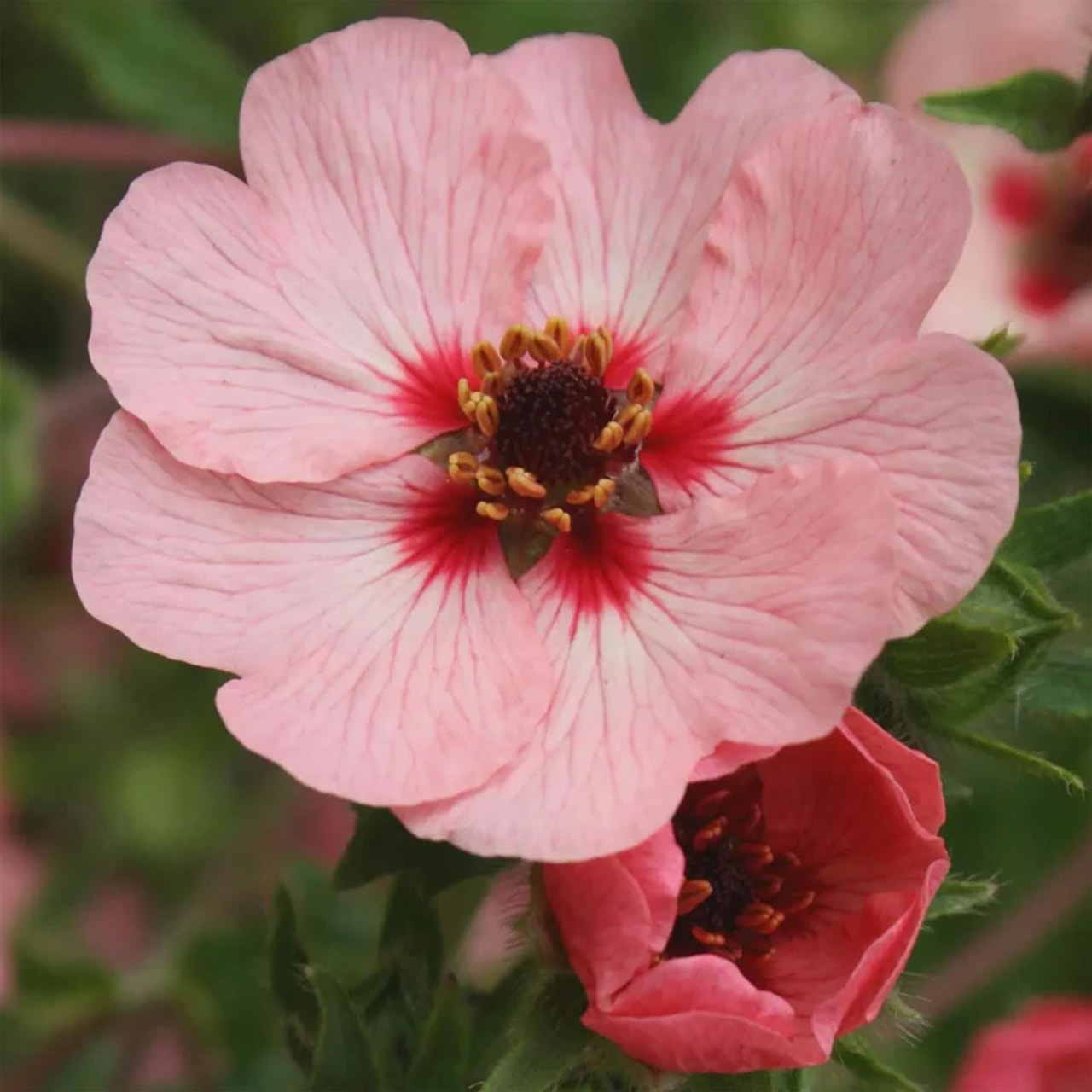 Mochna nepálská Shogran, Loukykvět