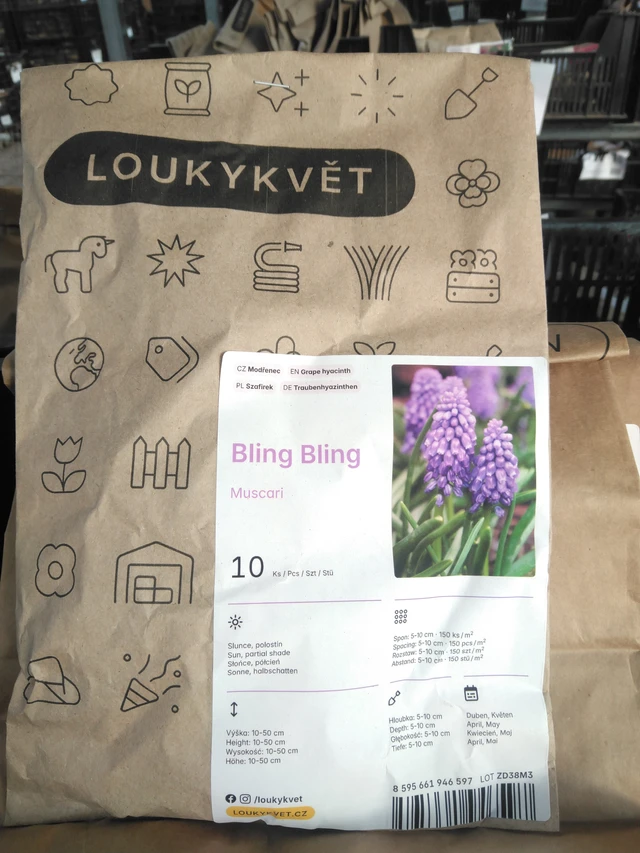 Muscari Bling Bling - 2024