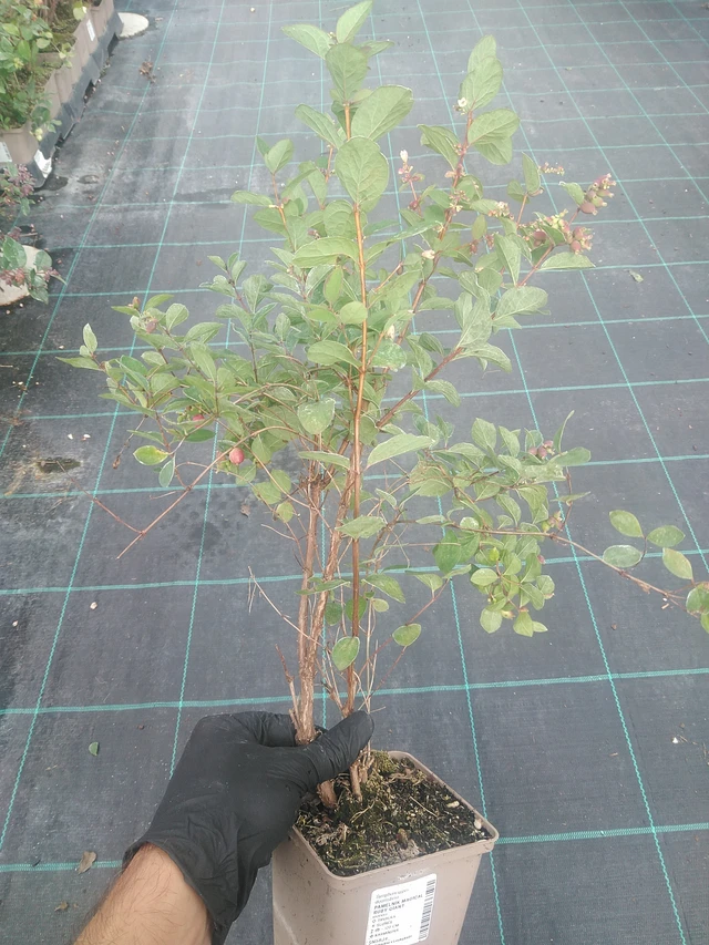 Snowberry Magical Ruby Giant - 10. 9. 2025