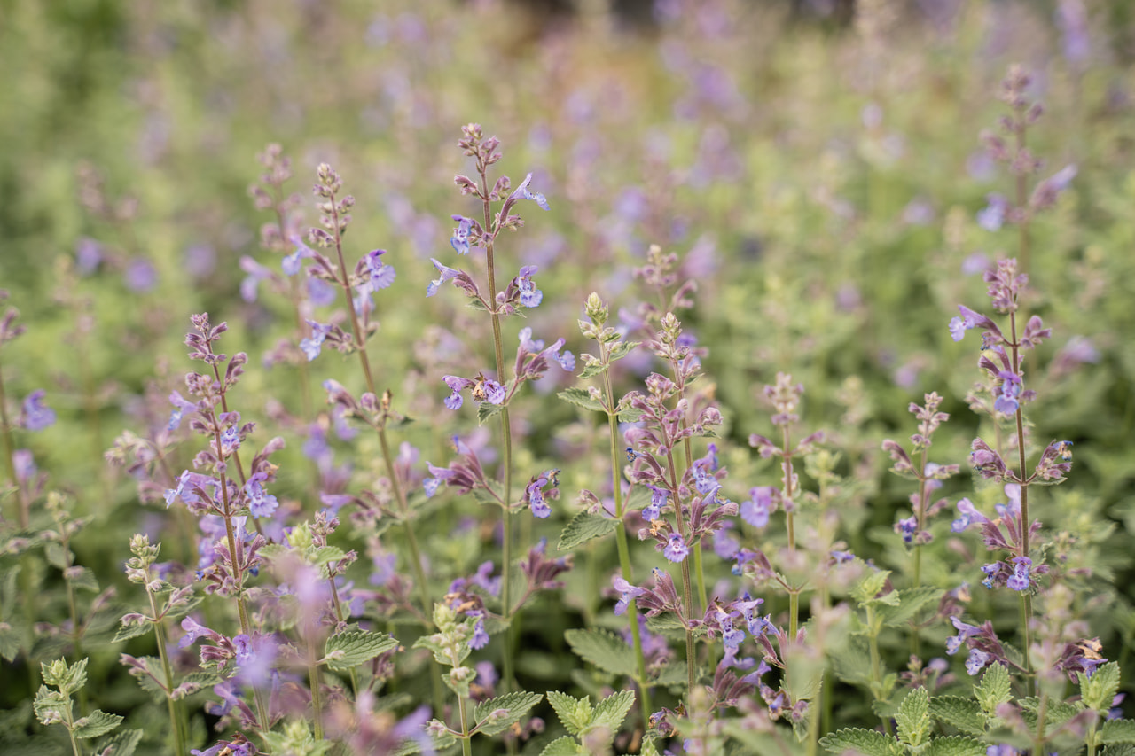 Macskamenta Walker’s Low, Loukykvět