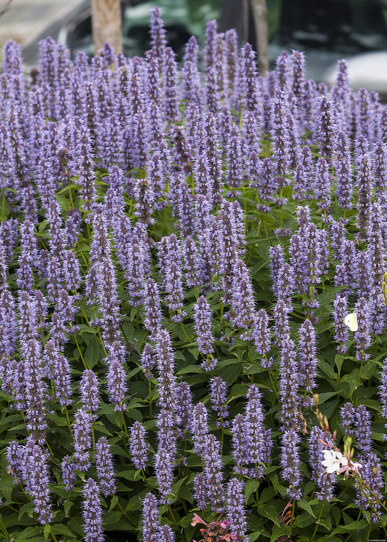 Agastache Blue Fortune, Loukykvět