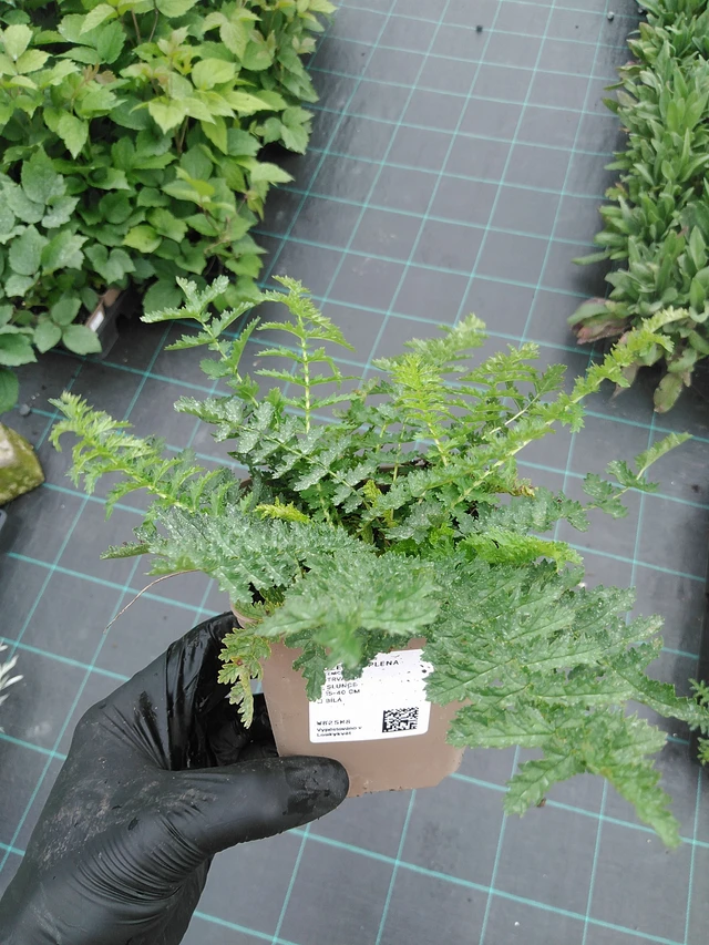 Meadowsweet Plena - 4. 8. 2025