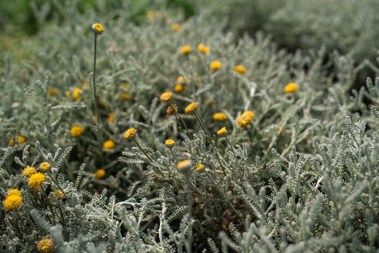 Hamvas cipruska, Loukykvět