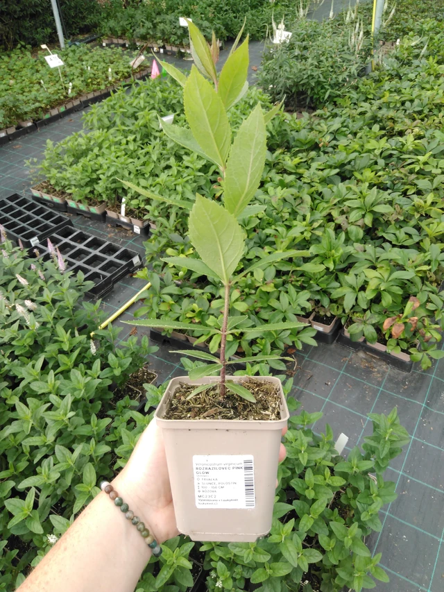 Kuunlilja Pink Glow - 2024