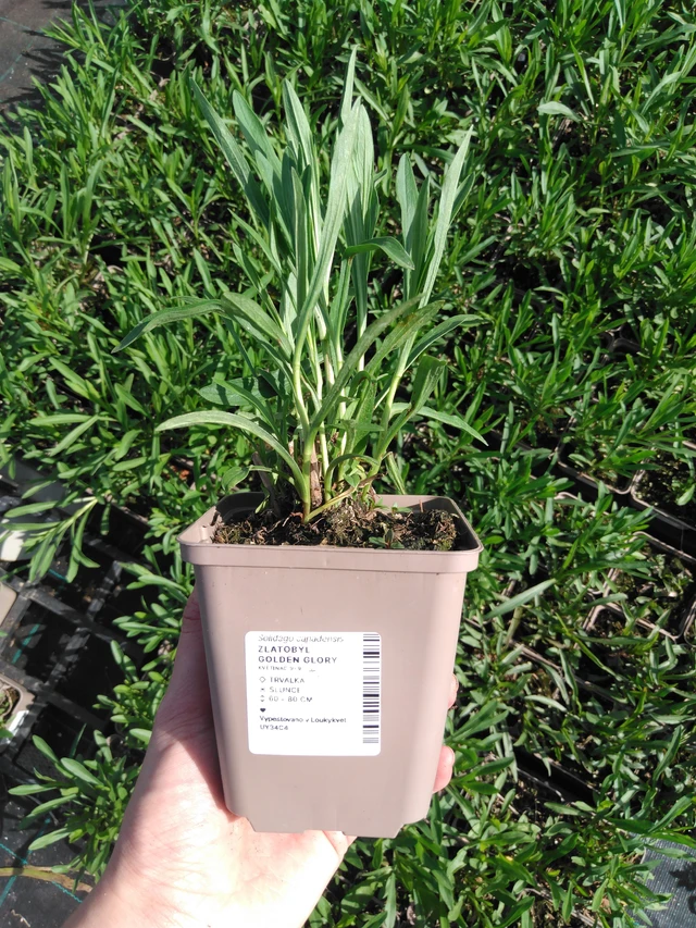 Kanadanpiisku Golden Glory - 2024