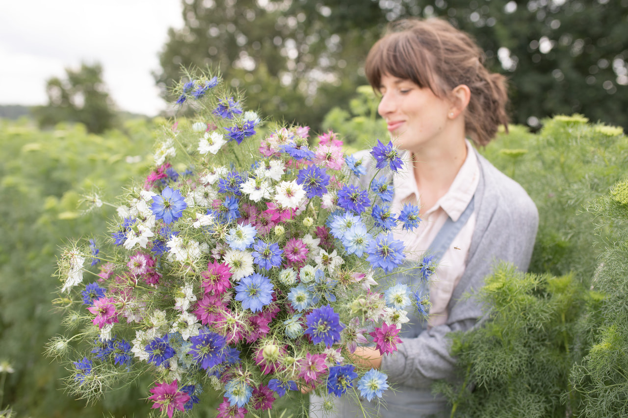 Love-in-a-Mist Megamix , Loukykvět