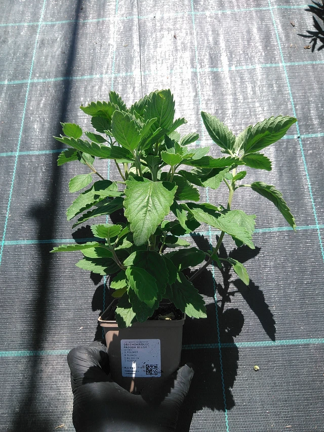 Perhoskukka Pagoda Blush - 19. 8. 2025