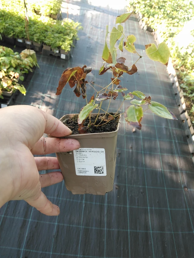 Epimedium Versicolor - 19. 8. 2025