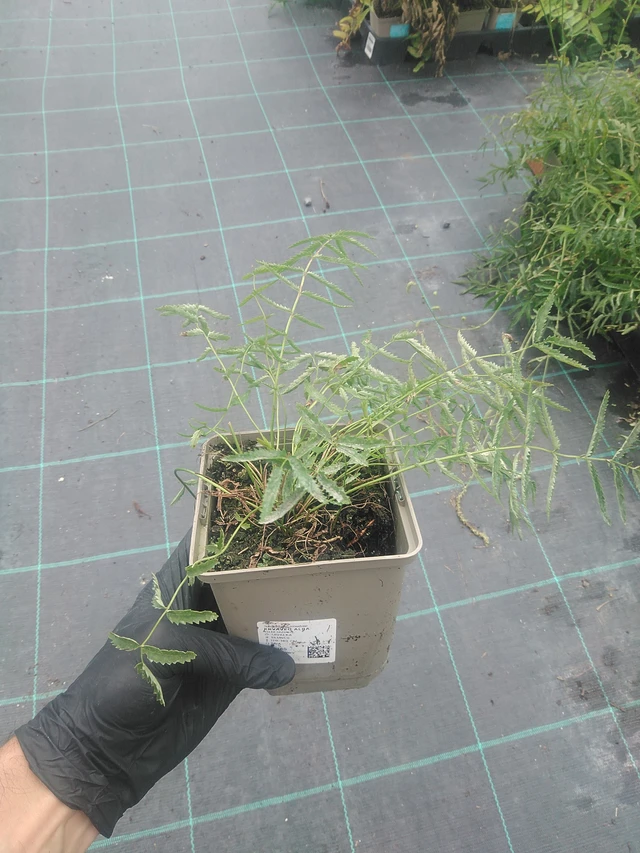 Krvavec Alba - 10. 9. 2025