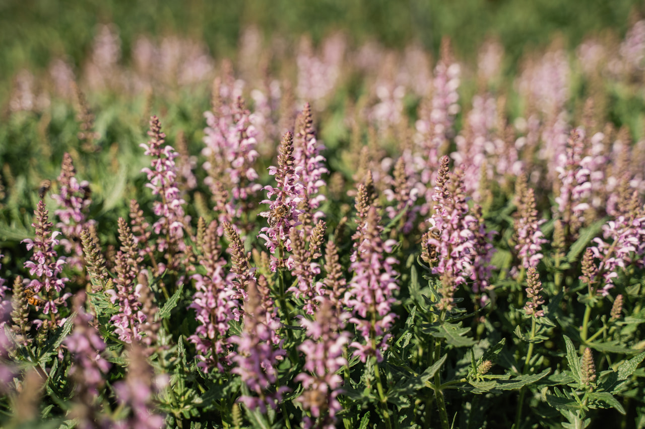 Šalvěj Feathers Flamingo, Loukykvět