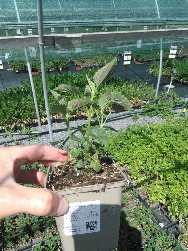 Iisoppi Black Adder - 24. 6. 2025