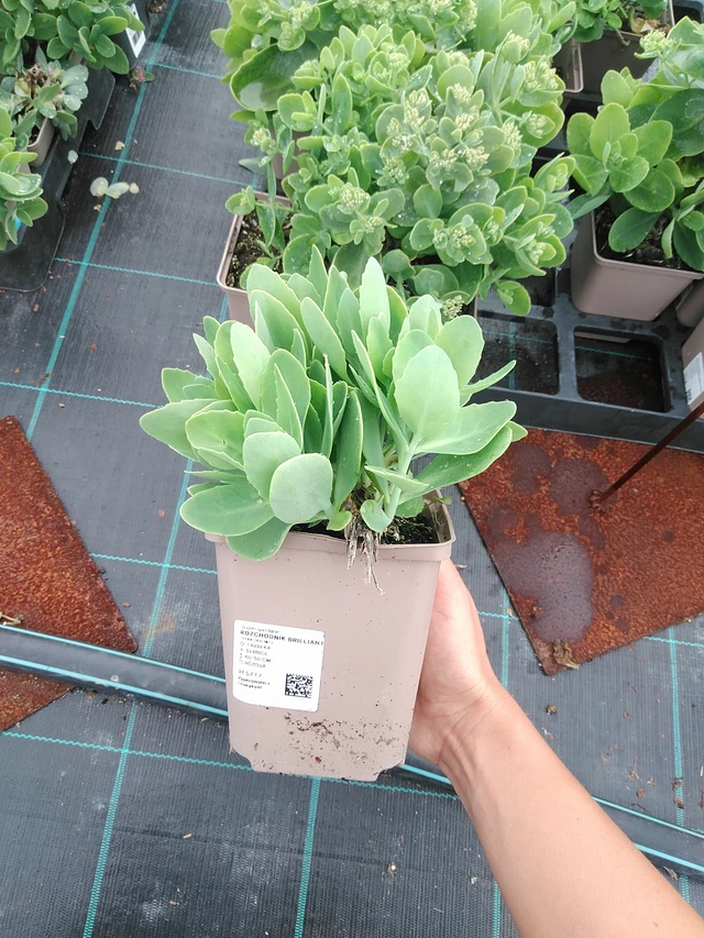 Rozchodník Brilliant - 10. 9. 2025