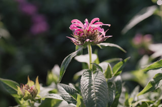 Monarda Croftway Pink, Loukykvět