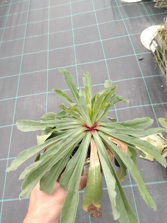 Statice Max Diamond - 21. 7. 2025