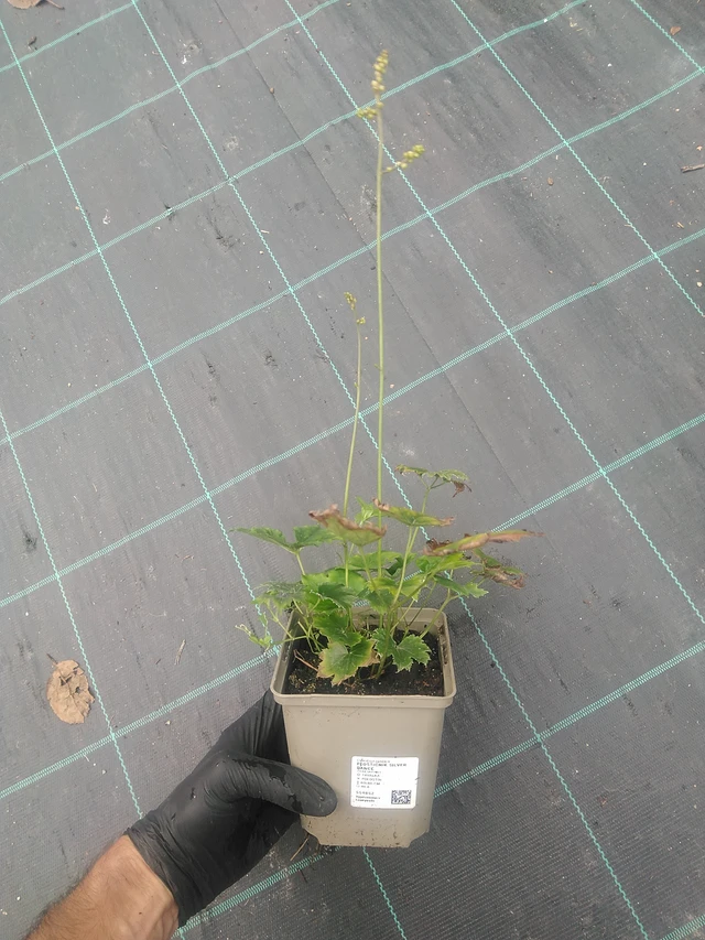 Ploštičník Silver Dance - 10. 9. 2025