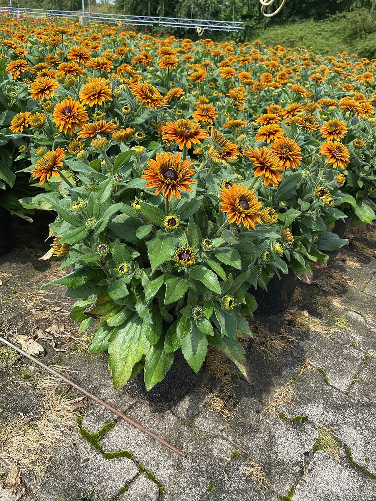 Rudbékie Flamenco Bright Orange, Loukykvět