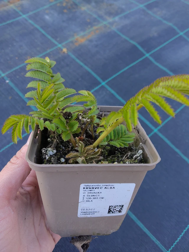 Krwiściąg Alba - 27. 3. 2026