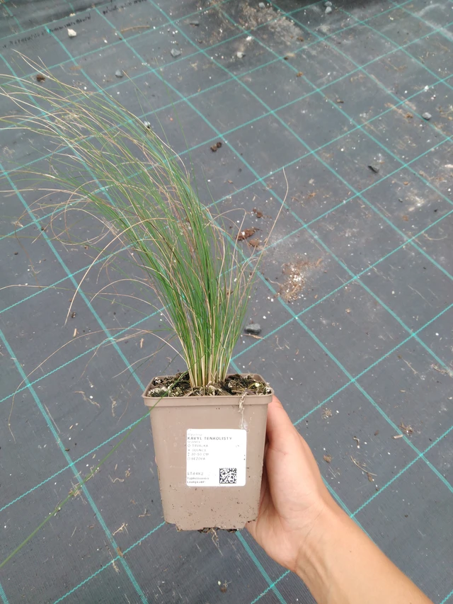 Töyhtövilja tenkolistý - 10. 9. 2025