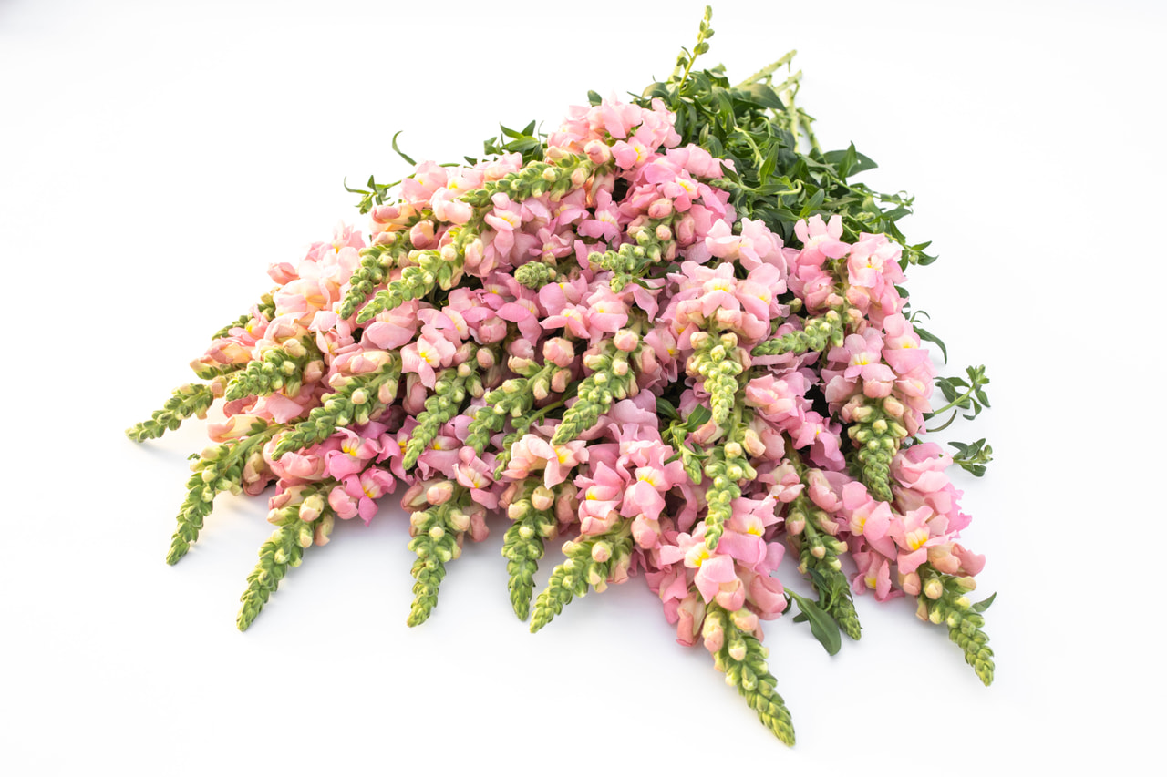 Hledík Costa Light Rose, Loukykvět