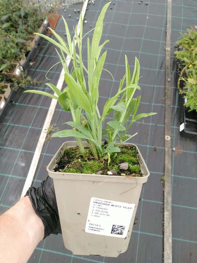 Hajuherne White Pearl - 10. 9. 2025