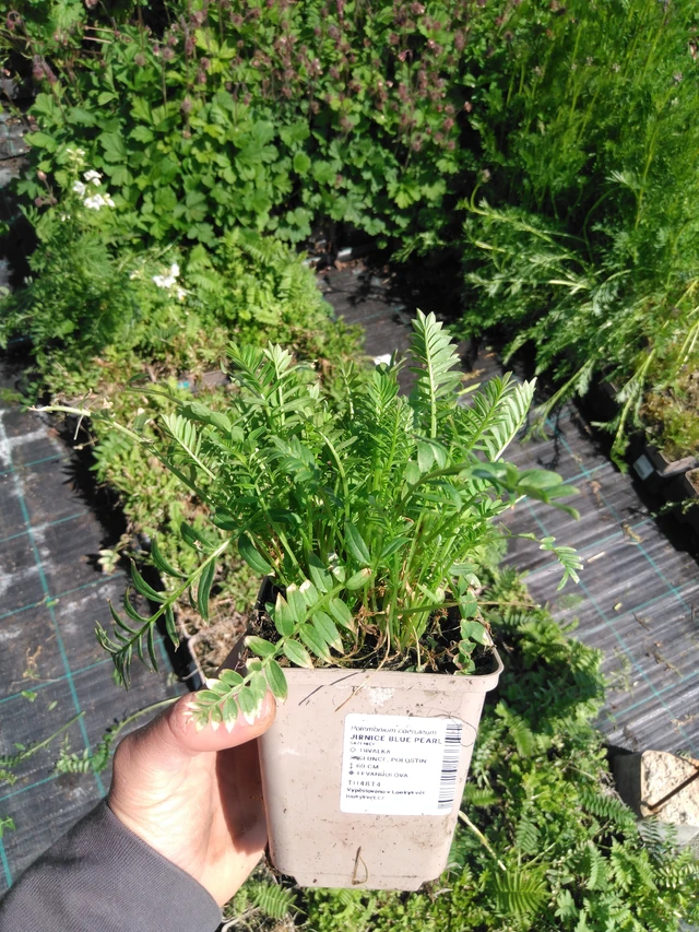 Jirnice Blue Pearl - 13. 5. 2025