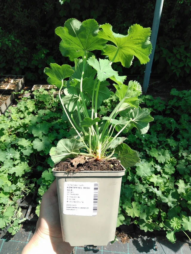 Kontryhel Irish Silk - 13. 5. 2025