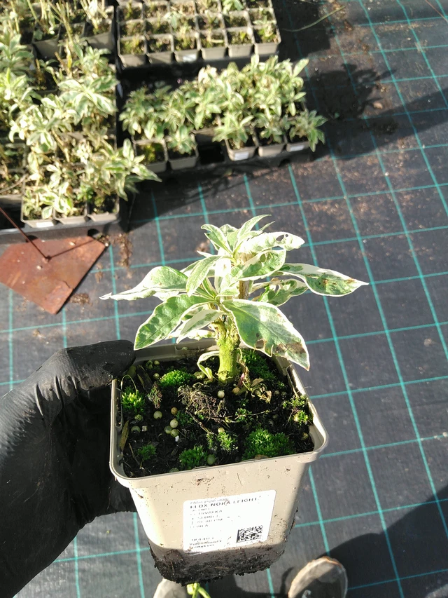 Flox Nora Leight - 31. 10. 2025