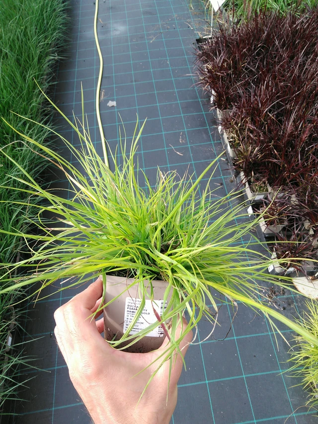 Moskytovka - 28. 7. 2025