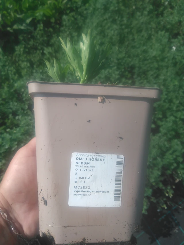 Oměj horský Album - 2024