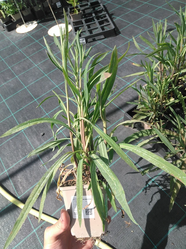 Boltonia Snowbank - 24. 6. 2025