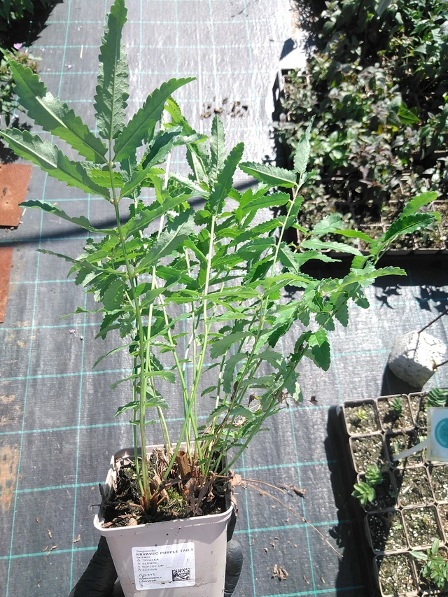 Veriheinä Purple Tails - 19. 8. 2025