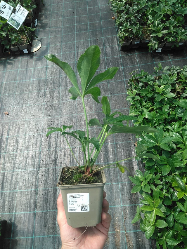 Eléboro Pretty Ellen White - 24. 6. 2025