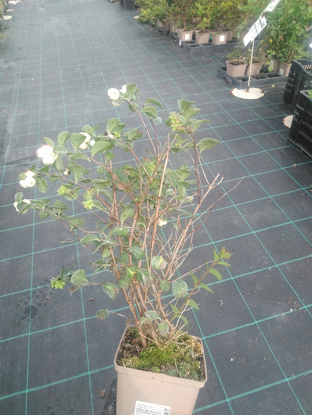 Snowberry Magical Red Riding Hood - 10. 9. 2025