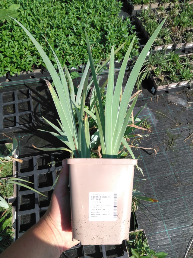 Kosatec English Cottage - 2024