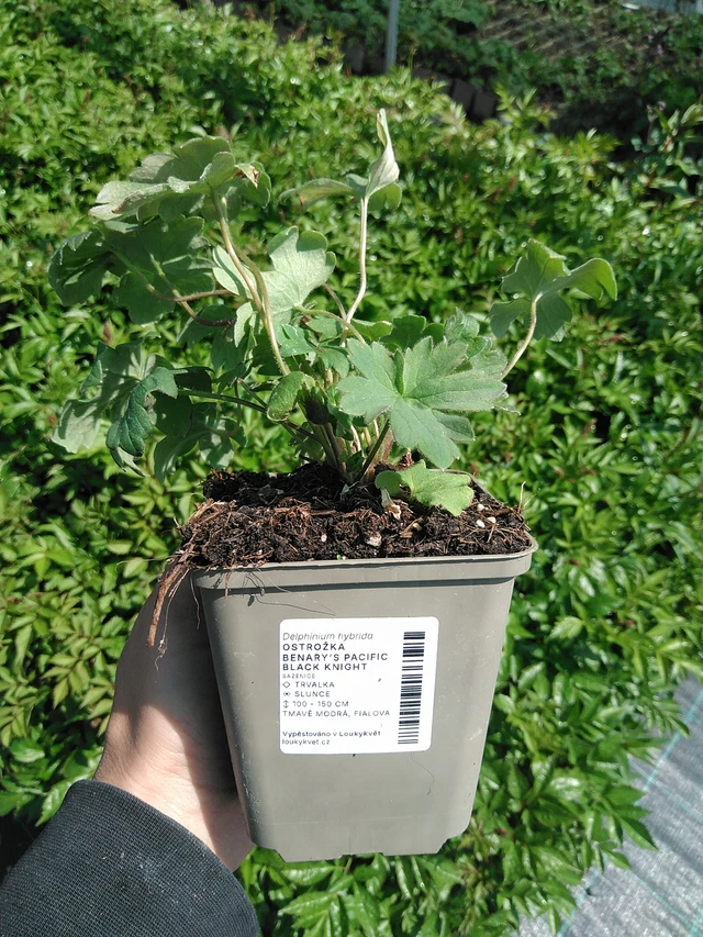 Ritarinkannus Benary’s Pacific Black Knight - 13. 5. 2025