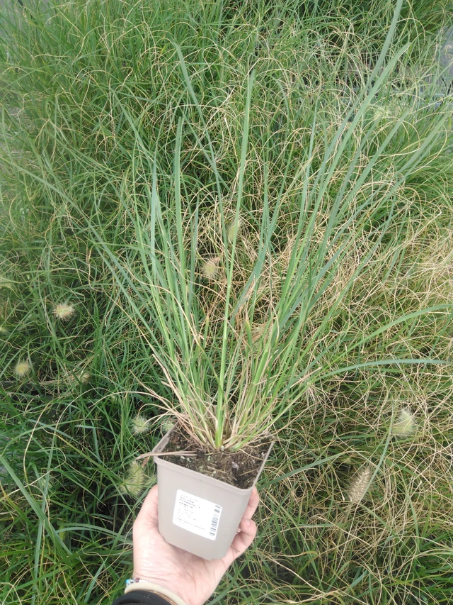 Dochan psárkovitý Hameln Gold - 2024