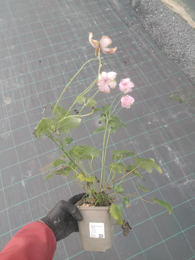 Sasanka japonská Lorelei - 23. 10. 2025