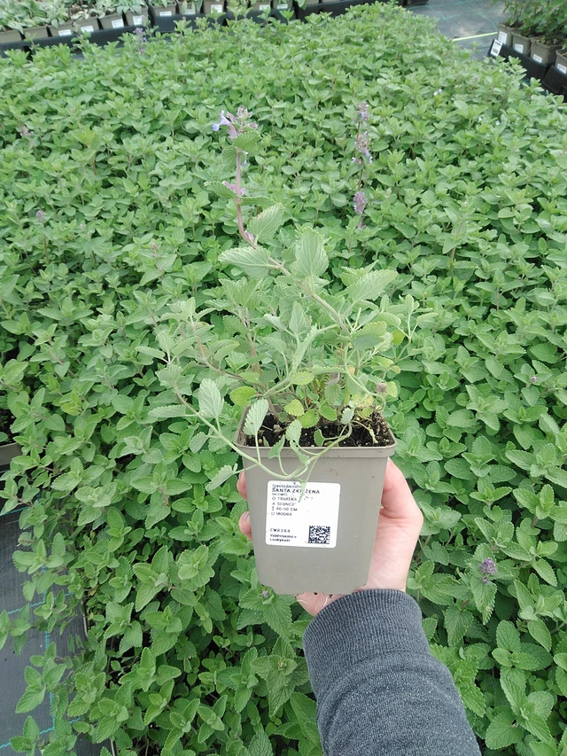 Šanta zkřížená  - 9. 6. 2025