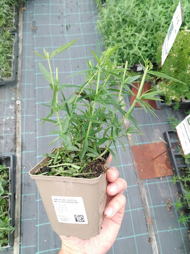 Amerikanvuoriminttu Virginianum - 21. 7. 2025