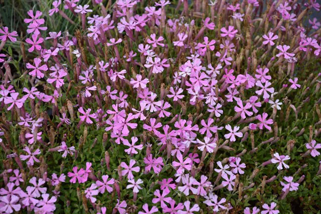 Silenka Splendens, Loukykvět