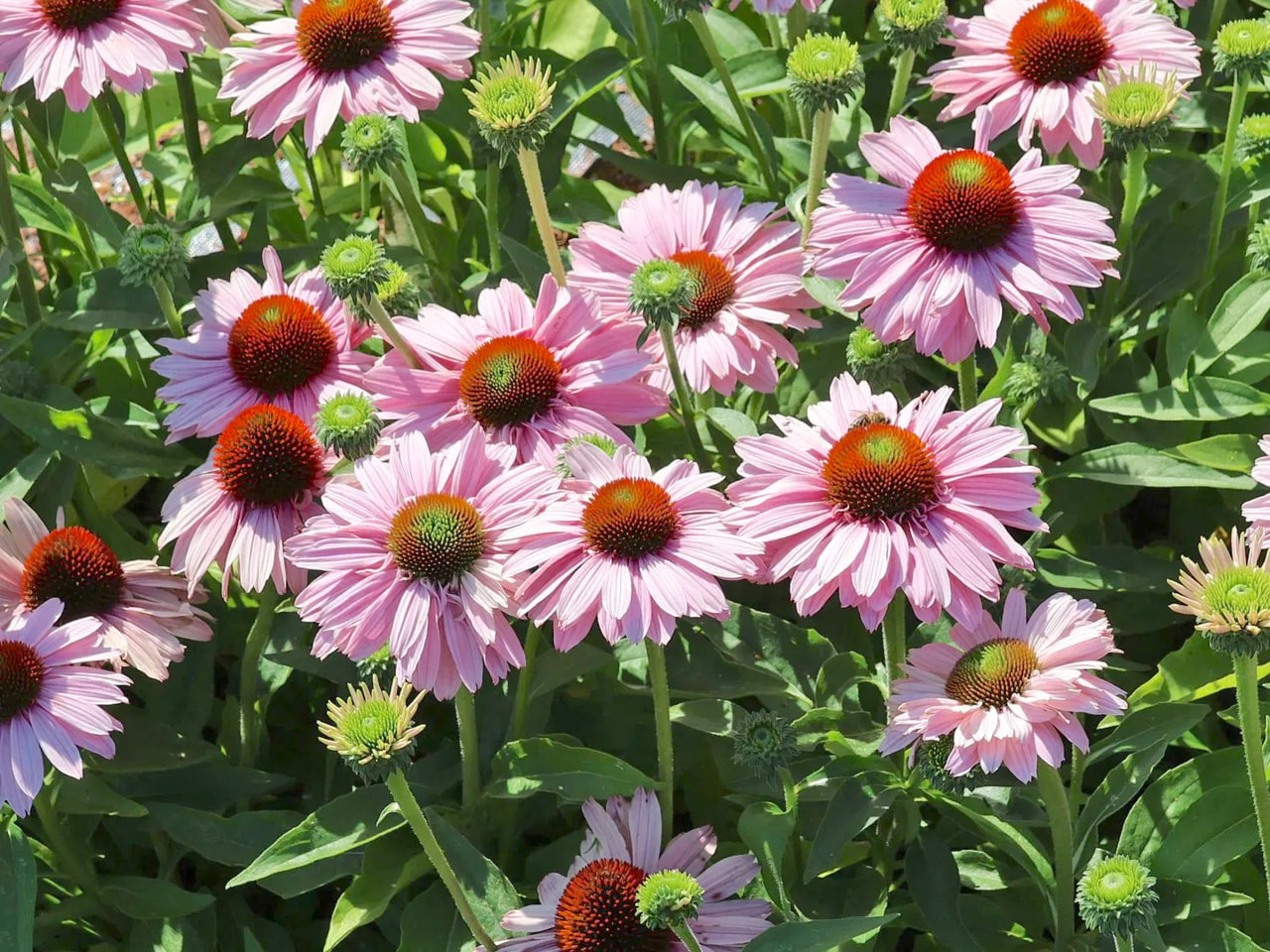 Echinacea SunSeekers Blush, Loukykvět