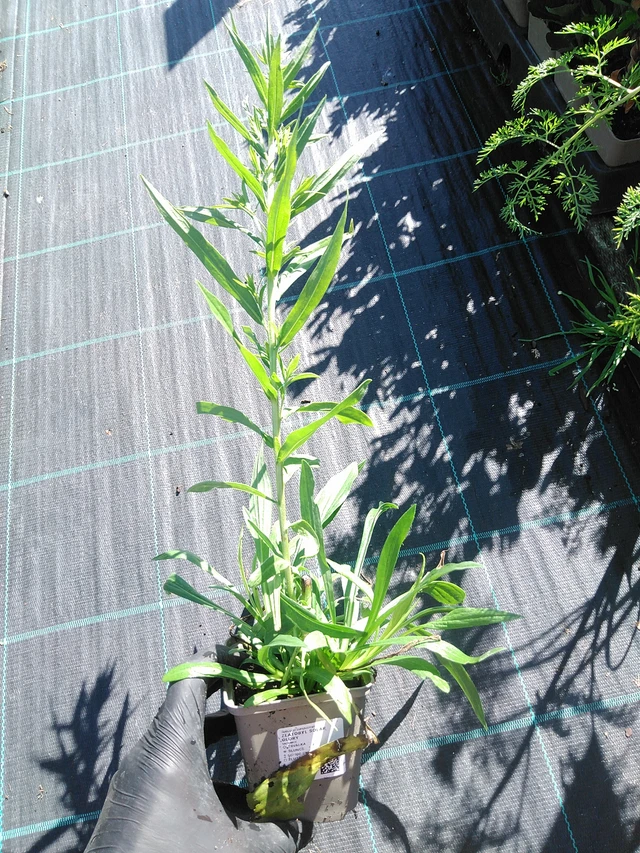 Goldenrod Solar Glory - 19. 8. 2025