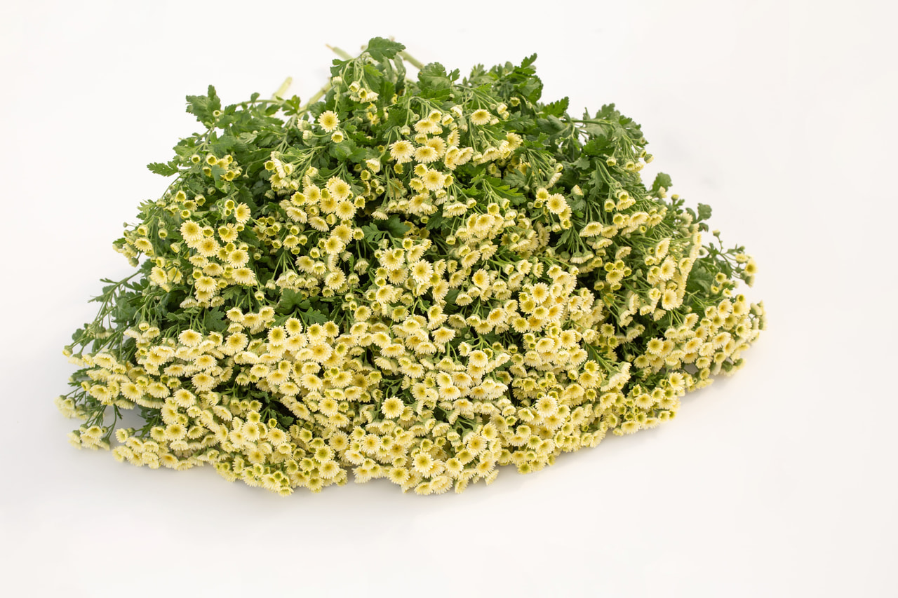 Řimbaba Orinoco, Loukykvět