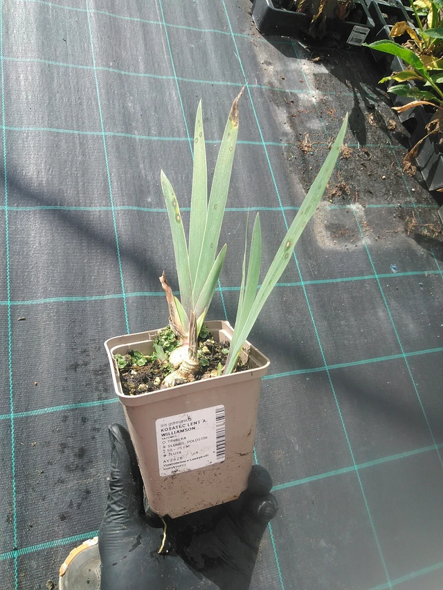 Iiris Lent A. Williamson - 13. 10. 2025