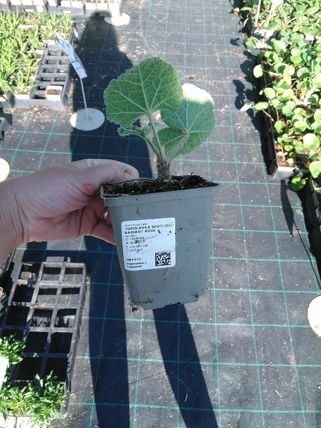 Topolovka Spotlight Radiant Rose - 19. 8. 2025