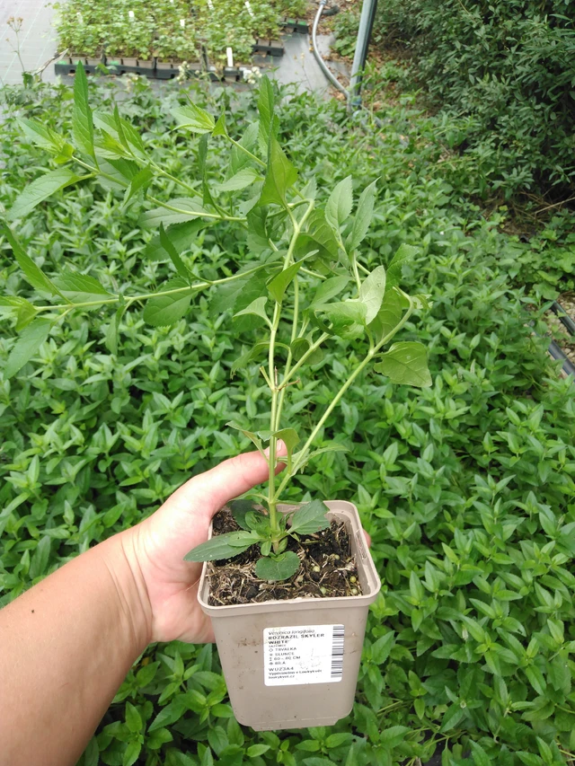 Veronika Skyler White - 2024