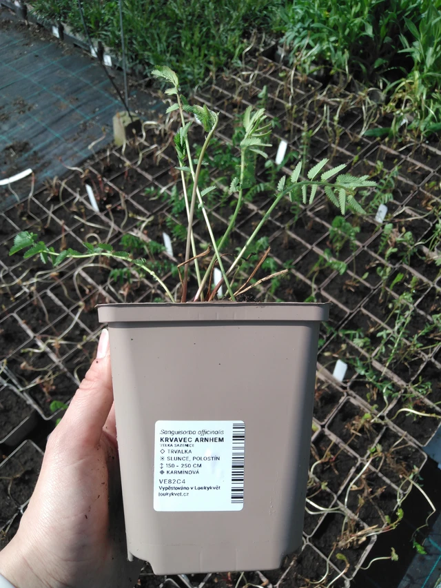 Verikurjenpolvi Arnhem - 2024