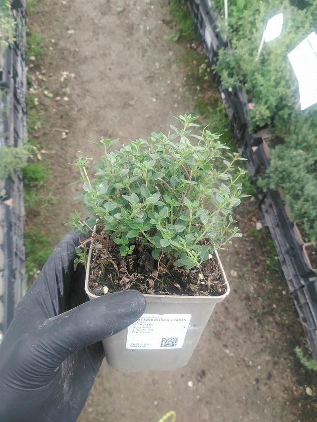 Mateřídouška Lemon - 10. 9. 2025