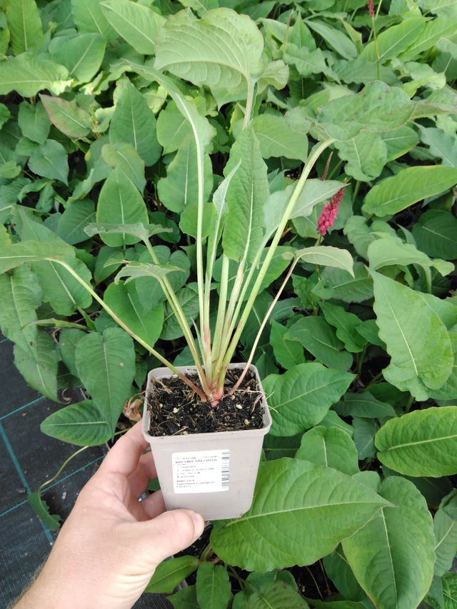 Persicaria Speciosa - 2024