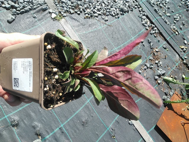 Penstemon Husker Red - 30. 6. 2025